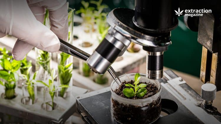 Antioxidants in plants and extraction methods