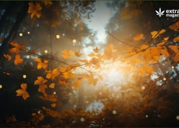 Autumn Brings More Action Than The Psychedelics Industry is Used To