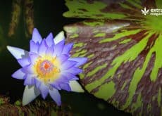 Blue lotus flower, the core ingredient of a blue lotus extract