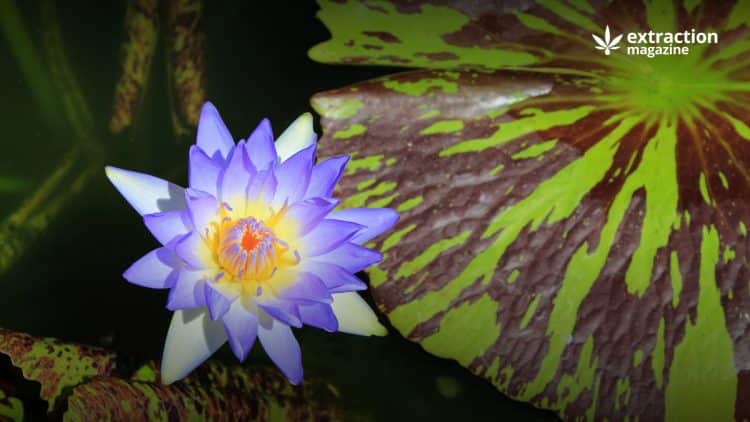 Blue lotus flower, the core ingredient of a blue lotus extract
