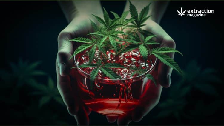 Can You Donate Blood if You Smoke Weed?