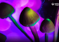 Can You Really Die From Shrooms?
