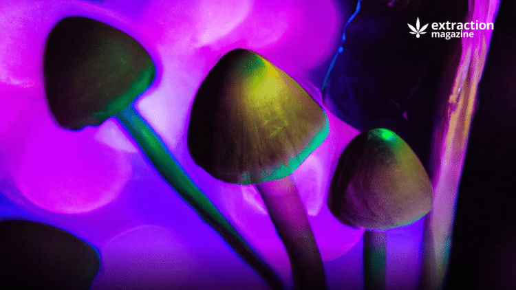 Can You Really Die From Shrooms?