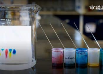 Cannabis Color Remediation with Chromatography