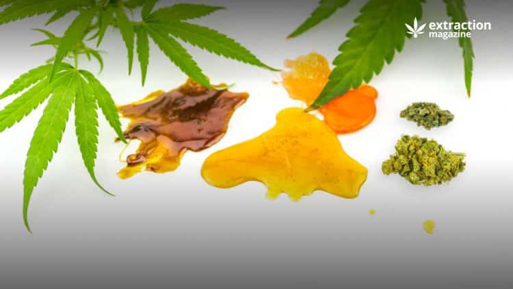 Cannabis Color Remediation with Chromatography