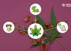Cannabis Flavonoids and their therapeutic benefits