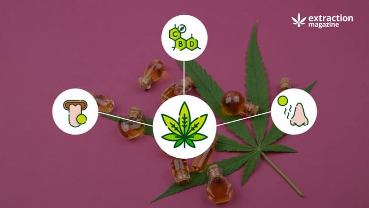 Cannabis Flavonoids and their therapeutic benefits