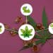 Cannabis Flavonoids and their therapeutic benefits