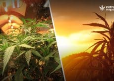Chemical Differences In Outdoor And Indoor Cannabis Crops