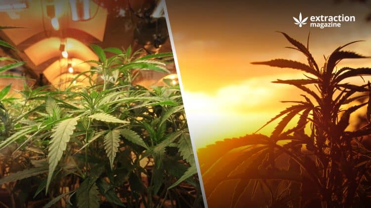 Chemical Differences In Outdoor And Indoor Cannabis Crops