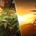 Chemical Differences In Outdoor And Indoor Cannabis Crops
