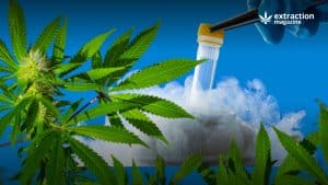 Cryopreservation in Cannabis Plants for Breeding