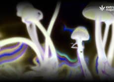 Do Magic Mushrooms Go Bad?