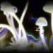 Do Magic Mushrooms Go Bad?