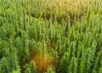 Environmental, Social, and Corporate Governance in Cannabis