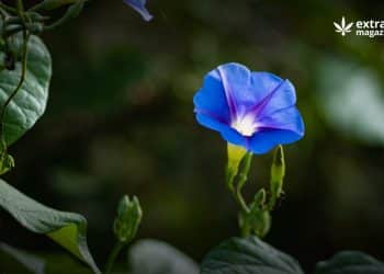 Ergot Alkaloids in Morning Glory Seeds