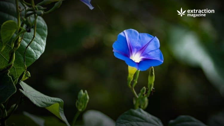 Ergot Alkaloids in Morning Glory Seeds