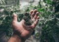 Extracting Fresh Cannabis with Hydrodynamic Extraction Method