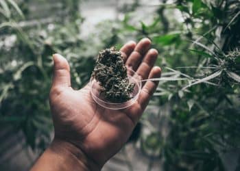 Extracting Fresh Cannabis with Hydrodynamic Extraction Method