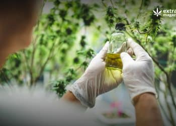 Extracts Offer Products Combining CBD And THC