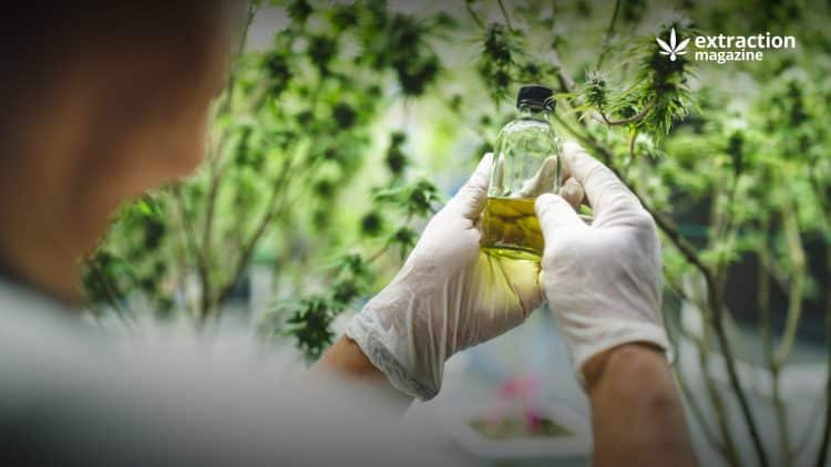 Extracts Offer Products Combining CBD And THC