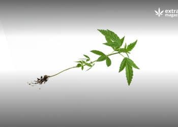 How Can Cannabis Roots Be Used Medicinally?