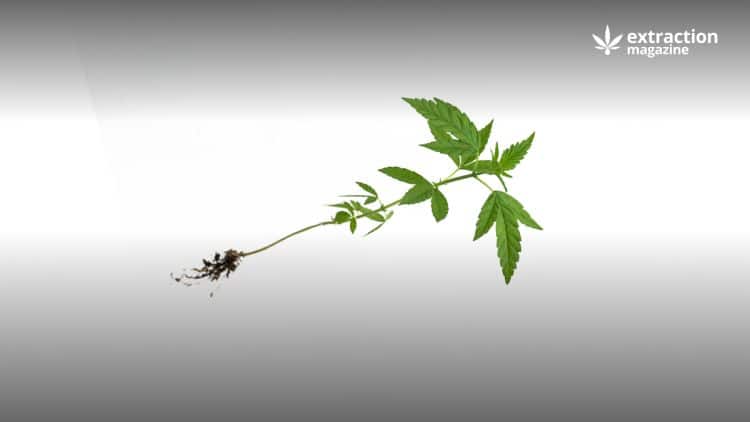 How Can Cannabis Roots Be Used Medicinally?