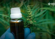 How Cannabis Essential Oil Could Affect The Brain