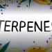 terpene extraction
