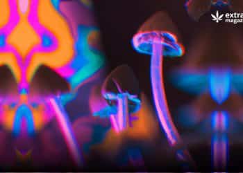 How Long Does it Take For Shrooms to Kick In?