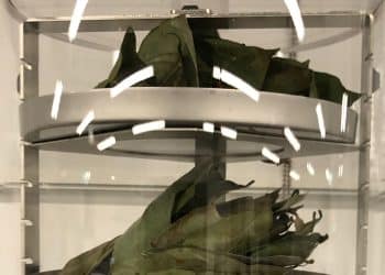 The Art of Extraction: Unlocking Nature’s Fragile Secrets