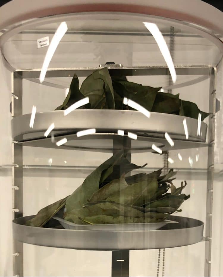 The Art of Extraction: Unlocking Nature’s Fragile Secrets