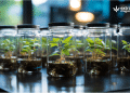 In Vitro Plant Tissue Culture