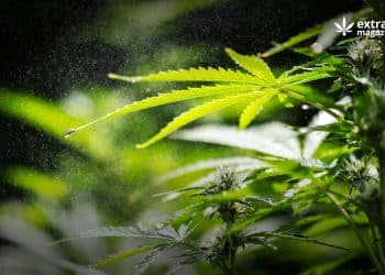 Is Delta-10 Synthetic?