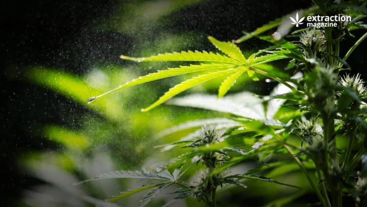 Is Delta-10 Synthetic?