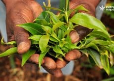 Khat, a Natural Source of Amphetamine-like Substances