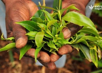 Khat, a Natural Source of Amphetamine-like Substances