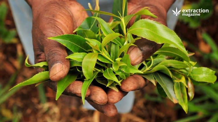 Khat, a Natural Source of Amphetamine-like Substances