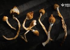 Medicinal Value of Mushroom Extracts