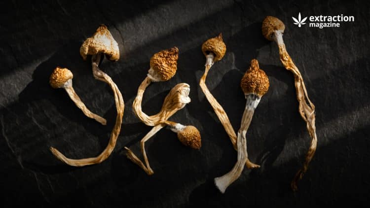 Medicinal Value of Mushroom Extracts