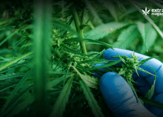 Pesticides residues in cannabis crops