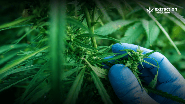 Pesticides residues in cannabis crops