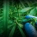 Pesticides residues in cannabis crops