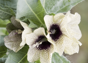 Therapeutic Importance and Extraction Methods