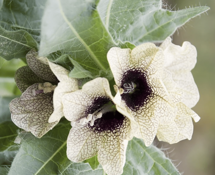 Therapeutic Importance and Extraction Methods