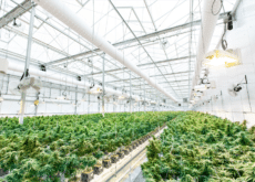 Large-scale hemp cultivation facility with rows of cannabis plants under greenhouse lighting