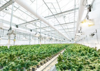 Large-scale hemp cultivation facility with rows of cannabis plants under greenhouse lighting