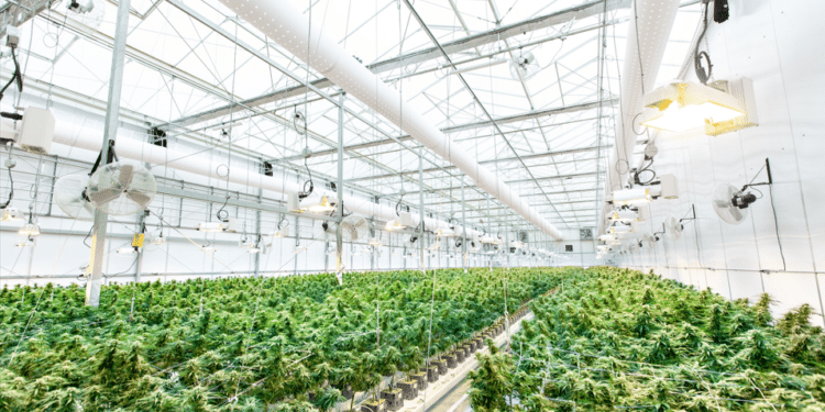Large-scale hemp cultivation facility with rows of cannabis plants under greenhouse lighting