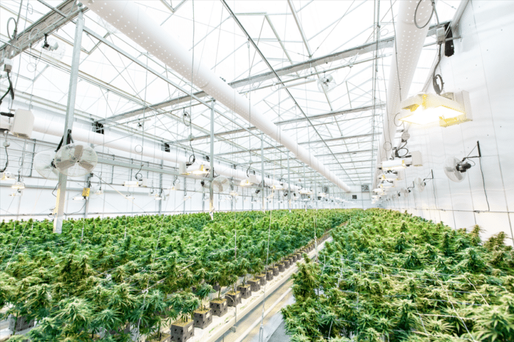 Large-scale hemp cultivation facility with rows of cannabis plants under greenhouse lighting