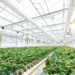Large-scale hemp cultivation facility with rows of cannabis plants under greenhouse lighting
